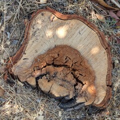 Vista de cerca de un viejo tocón podrido de árbol talado en un jardín 
