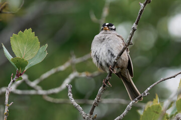 Adult white-crowned sparrow (Zonotrichia leucophrys)