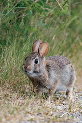 Feral bunny in British Columbia, Canada.