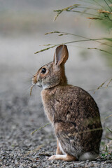 Feral bunny in British Columbia, Canada.