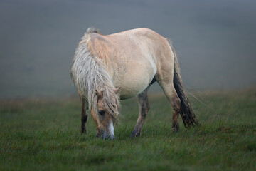 Dartmoor pony grazing on a foggy and rainy day in Darmoor national park, Devon, England.