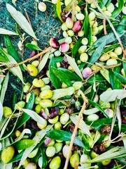 Olive harvesting season in Crete. Freshly picked olives lie on the ground on a green net