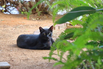 Black Cat Resting on the Ground in a Garden