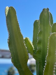 prickly pear cactus