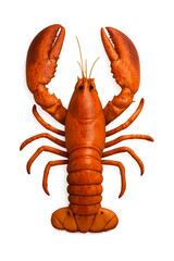 Cooked lobster on transparent background, ready for your culinary creations