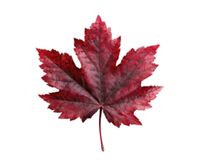 Close-up of a vibrant crimson maple leaf.  Detailed veins, sharply defined edges, and a rich autumnal hue.  Isolated against a stark black background