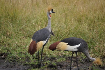 Grey crowned cranes foraging in tall grassland