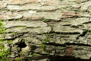 Blurry woodland close-up with organic texture