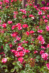 Rosa Rosen in einem blumenbeet, Deutschland