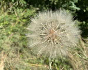 This huge fluffy dandelion, like a little sun, adorns the green grass. Its delicate, airy fibers...