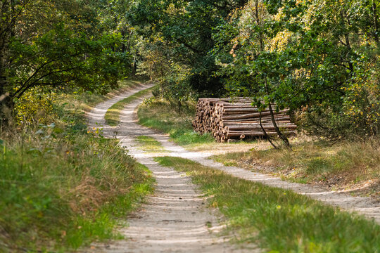 Forest road in Smolniki, Poland
