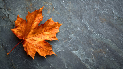 Autumn maple leaf on dark stone background