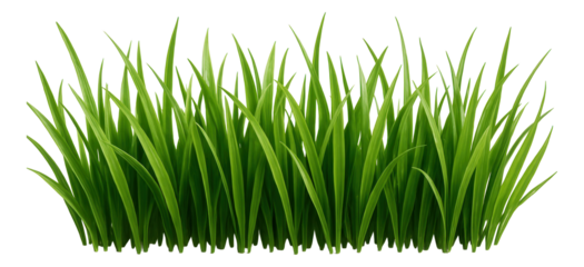 Dense, vibrant green grass blades standing upright in a natural pattern on transparent background.