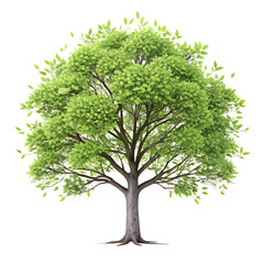 Obraz premium A vibrant green tree isolated on transparent background, its branches full of lush foliage and healthy leaves