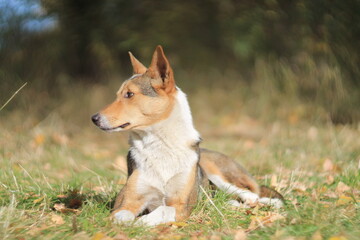 Stray dogs resting in autumn light – Shot with Helios 40