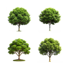 Collection of four distinct green trees, showcasing their full, rounded crowns and sturdy trunks, isolated on a transparent background