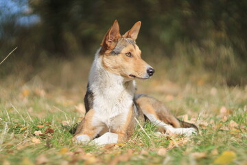 Stray dogs resting in autumn light – Shot with Helios 40