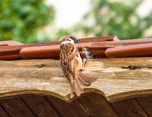 Sparrow Feeding Chick on Wooden Roof