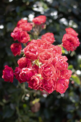 pink roses in garden