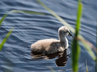 B&eacute;b&eacute; cygne
