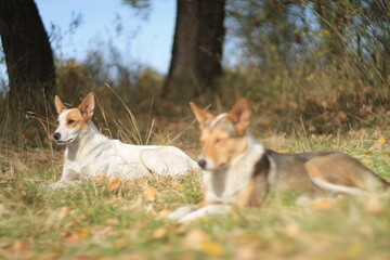 Stray dogs resting in autumn light – Shot with Helios 40