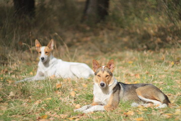 Stray dogs resting in autumn light – Shot with Helios 40