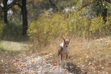 Stray dogs resting in autumn light – Shot with Helios 40