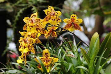 Wydler's Dancing-lady orchid species yellow flowers