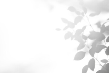 Fototapeta premium shadow overlay effect of realistic abstract natural tree leaves shadow on white wall background,summer sunlight abstract shadow overlay 