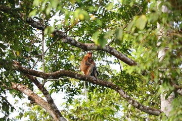 Proboscis monkeys of Borneo - Kinabatangan nature