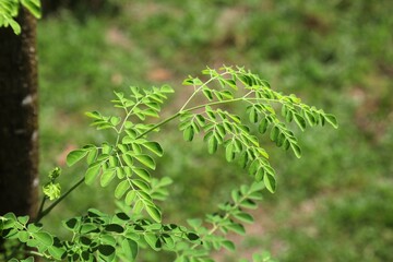 Moringa oleifera, drumstick tree