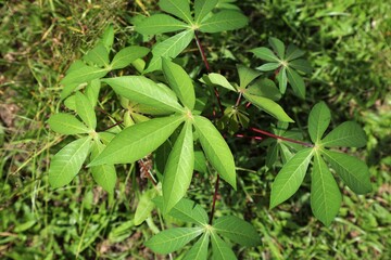 Cassava plant in Sabah, Malaysia