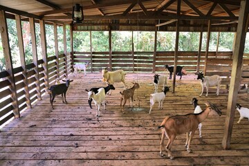 Elevated goat barn in Sabah, Malaysia