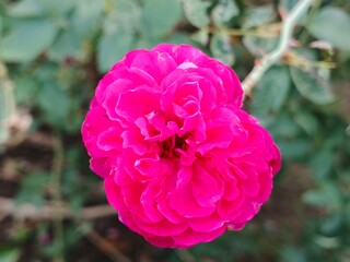 Red roses with green leaves bloom in the garden