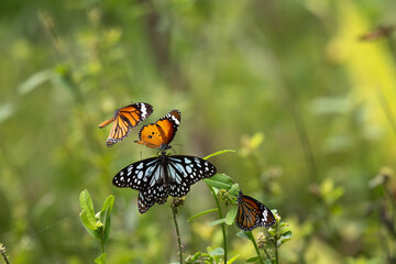 A vibrant of Danaid butterflies, including the striking blue tiger butterfly and plain tiger...