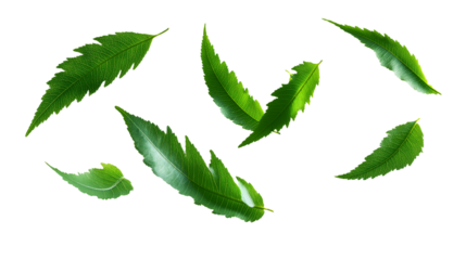 Fresh Neem leaflets float gracefully, showcasing their vibrant green color and unique shape. These leaves symbolize nature beauty and are often associated with health and wellness