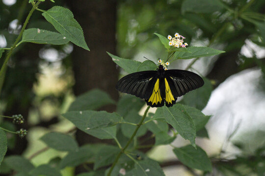 A majestic black and yellow troides butterfly, also known as the Common birdwing, resting on a lush green leaf near small pink and yellow flowers.