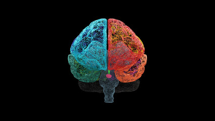 Front view of a human brain in wireframe mesh with each lobe displayed in distinct colors and the pineal gland highlighted, shown on a black background for educational and anatomical use.