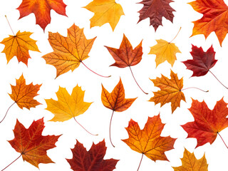 Autumn Maple Leaves Pattern: Vibrant Fall Foliage on White Background