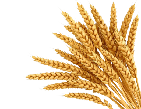 Wheat grains isolated on transparent background, generative AI