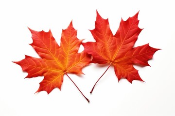 Maple leaves plant leaf tree.