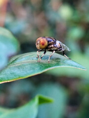 Flies, flying insects with red eyes and thin wings, land on green leaves. This type is often seen flying in kitchens and trash cans, with blurred natural backgrounds.	
