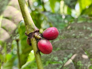 Red coffee beans on coffee tree branches, ripe and unripe berries isolated on blurred background.
