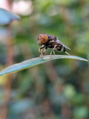 Flies, flying insects with red eyes and thin wings, land on green leaves. This type is often seen flying in kitchens and trash cans, with blurred natural backgrounds.	
