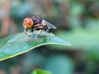Flies, flying insects with red eyes and thin wings, land on green leaves. This type is often seen flying in kitchens and trash cans, with blurred natural backgrounds.	
