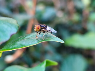 Flies, flying insects with red eyes and thin wings, land on green leaves. This type is often seen...