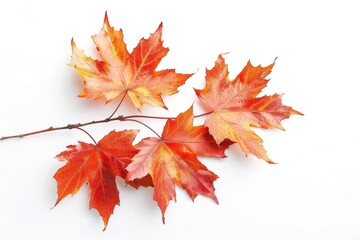 Fototapeta premium Autumn tree maple plant leaf.