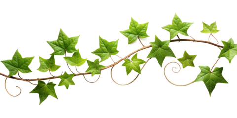 Ivy Vine with Green Leaves and Tendrils on Transparent Background detailed image ivy vine