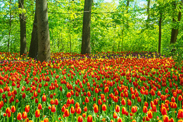 Blooming multi-colored tulips in the park. Annual tulip festival in Saint Petersburg.