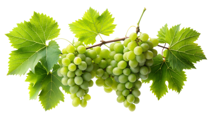 Fresh Green Grapes with Leaves Isolated on Transparent Background